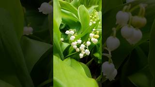 The Lily of the Valley also known as May Lily and May Bells are blooming early this year [upl. by Nnylf112]