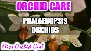 How to care for Phalaenopsis Orchids  Watering fertilizing reblooming [upl. by Grimes]