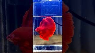 Blood red Betta fish Stunning Fish in Seconds 🐠✨ [upl. by Desberg856]