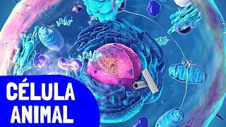 La CÉLULA ANIMAL y sus partes organelos celulares➡️Video educativo de biología🔬 [upl. by Seiter7]