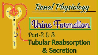 Urine Formation Physiology Part2amp3  Tubular Reabsorption And Secretion [upl. by Ursulette]