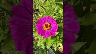 The Maharelle Sisters Zinnia Heaven ❤️ snl dooneese flowers gardening [upl. by Myrah]