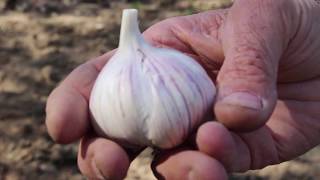 Garlic and Onions  Planting Instructions [upl. by Kennith]