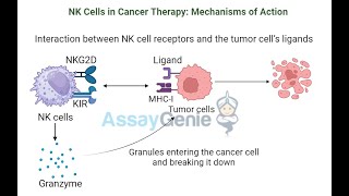 NK Cells Unlocking the Potential of Natural Killer Cells in Cancer Therapy [upl. by Monarski]