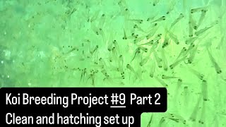 Koi Breeding Project 9 Part 2 Clean amp hatching set up koi koifry akamatsuba koibreeding carp [upl. by Quill]