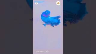 Indian fental pigeon ❤️viral pigeon pigeonpigeon trending trendingshorts kabootar [upl. by Nilorac888]