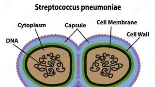 Streptococcus pneumoniae amp Diarrhea [upl. by Anera]