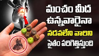 మోకాళ్ళ కీళ్ల నొప్పులు ఈ చిట్కాతో పత్తా లేకుండా పోతాయి  KneePains Ayurveda Remedies Atibala Plant [upl. by Ahsyekat]