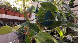 Philodendron lemon amp Lime how to grow and care [upl. by Vish]