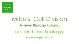 Mitosis Cell division tutorial for Alevel Biology OCR A Eduqas Edexcel AQA [upl. by Gonyea]