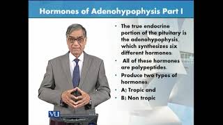 Hormones of Adenohypophysis  Part 1  Animal Form amp Function 1 Theory  ZOO516TTopic126 [upl. by Erastes]