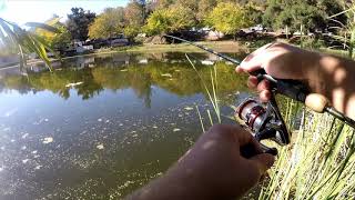 St Croix Legend Elite Panfish rod bass and bluegill in fall [upl. by Virgilia19]