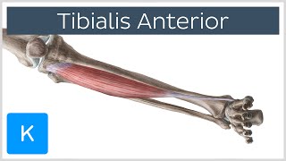 Tibialis Anterior Muscle  Origins amp Function  Human Anatomy  Kenhub [upl. by Aicertal479]