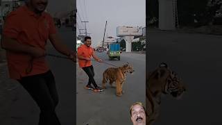 Bengal Tiger Attacks Rickshaw [upl. by Nanis340]