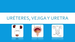 URETER VEJIGA Y URETRA [upl. by Atilemrac]