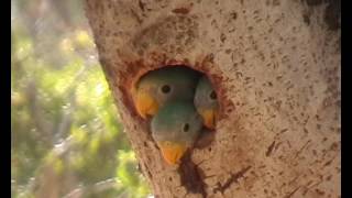 Bloosum headed parekeet nest feeding [upl. by Muller165]