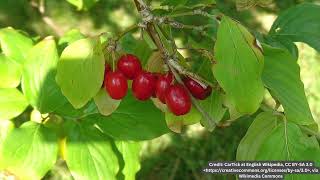 Cornelian Cherry Cornus Mas Plant Profile [upl. by Devina]