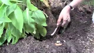 Kerry Mendez shows us step by step how to transplant foxgloves with Coast of Maines Penobscot Blend [upl. by Jareb]