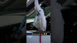 Cockatoo dance with straw Birdsandanimalsfun birds funny cockatoo shorts youtubeshorts cute [upl. by Ludwigg]