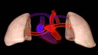 Heart Structure  Biology  Anatomy [upl. by Ahsemrak]