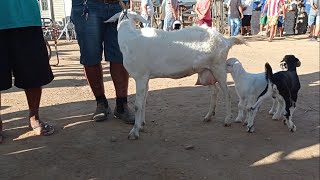 FEIRA DAS CABRAS E CARNEIROS EM SANTA CRUZ DO CAPIBARIBEPE 17072023 [upl. by Sneve]