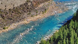 New Zealands Best Trophy Trout Water  River of Giants [upl. by Nitz]