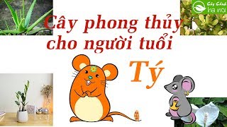 Cây phong thủy dành cho người tuổi Tý [upl. by Flory]