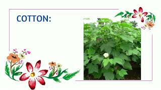 EXAMPLES FOR SHRUBS shrubs plant name in English Shrubs 10 examples for shrubs shrubs botafogo [upl. by Lamaj]