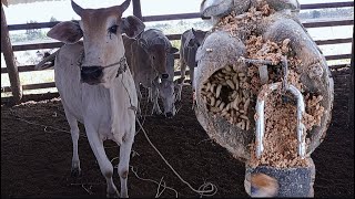 Cow with a screw stuck in its hoof Extreme hoof cleaning and satisfying nail trimming [upl. by Halyk]