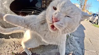 Psycho Cat That Screams and Hits Angry White Cat [upl. by Tnilf319]