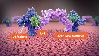 NUCALA® mepolizumab Mode of Action in Severe Refractory Eosinophilic Asthma  GSK [upl. by Falito642]