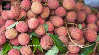 The Ultimate Guide to Lychee [upl. by Nipsirc287]