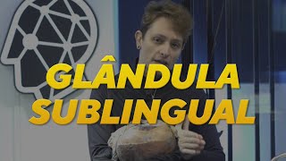 ANATOMIA DA GLÂNDULA SUBLINGUAL [upl. by Faires]