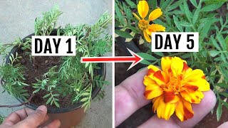 FASTEST Way to Get Blooms on Marigold in Just 5 Days [upl. by Noived272]