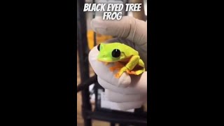 Black Eyed Tree Frog shorts [upl. by Leinadnhoj]