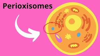 Peroxisomes Structure and Function [upl. by Anert10]