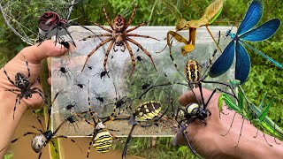 Hunting spiders using traditional tools‼️catch baby spiders praying mantises damselflies [upl. by Alexandre464]