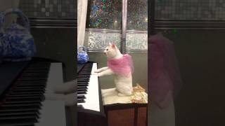 It will do a wedding beethoven cat pianomusic wedding catlover [upl. by Schriever]