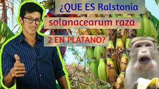 BACTERIA FITOPATOGENA ✅Ralstonia solanacearum raza 2 MOKO DEL PLATANO [upl. by Anglim]