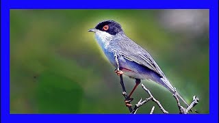 Sardinian Warbler Singing Sardinian Warbler Call  Curruca Cabecinegra Canto Sylvia Melanocephala [upl. by Hoffert]