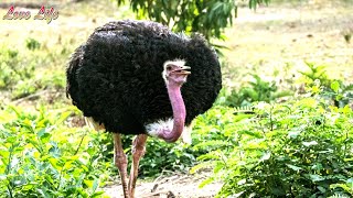 An Unforgettable Encounter My Day with the Ostriches at Uganda World Life Center [upl. by Mic258]