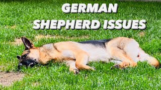 German Shepherd Issues  First Heat Cycle and Panosteitis Pain [upl. by Ala87]