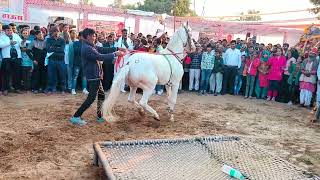 kajal ka nagin dance।।horse।horse dance।ghoda। [upl. by Irbua]