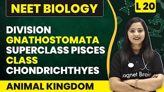 Division Gnathostomata Superclass Pisces Class Chondrichthyes  Animal Kingdom L20  NEET Biology [upl. by Ettinger]