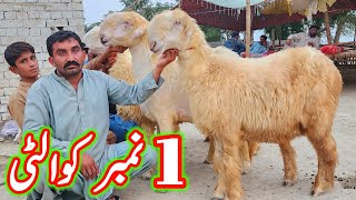 badoo bhai ki pure belli mundri bherin at bismillah goat farm dera ghazi khan sheep business [upl. by Asilak]