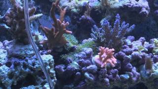 4 Ways to Remove Bubble Algae From Your Reef Tank [upl. by Rodriguez]