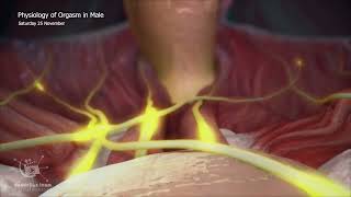 physiology of orgasm in malesTrailer [upl. by Arliene]