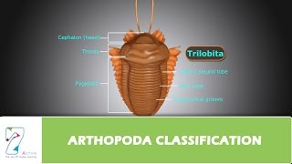 ARTHOPODA CLASSIFICATION [upl. by Aggi]