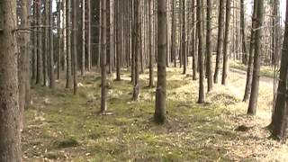 Jagdhundeschule Allgäu  Die Haarwildschleppe [upl. by Llenoj]