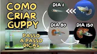 COMO CRIAR O PEIXE GUPPY  LEBISTE [upl. by Paresh]